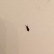 Getting Rid of Tiny Black Bugs - long narrow black bug