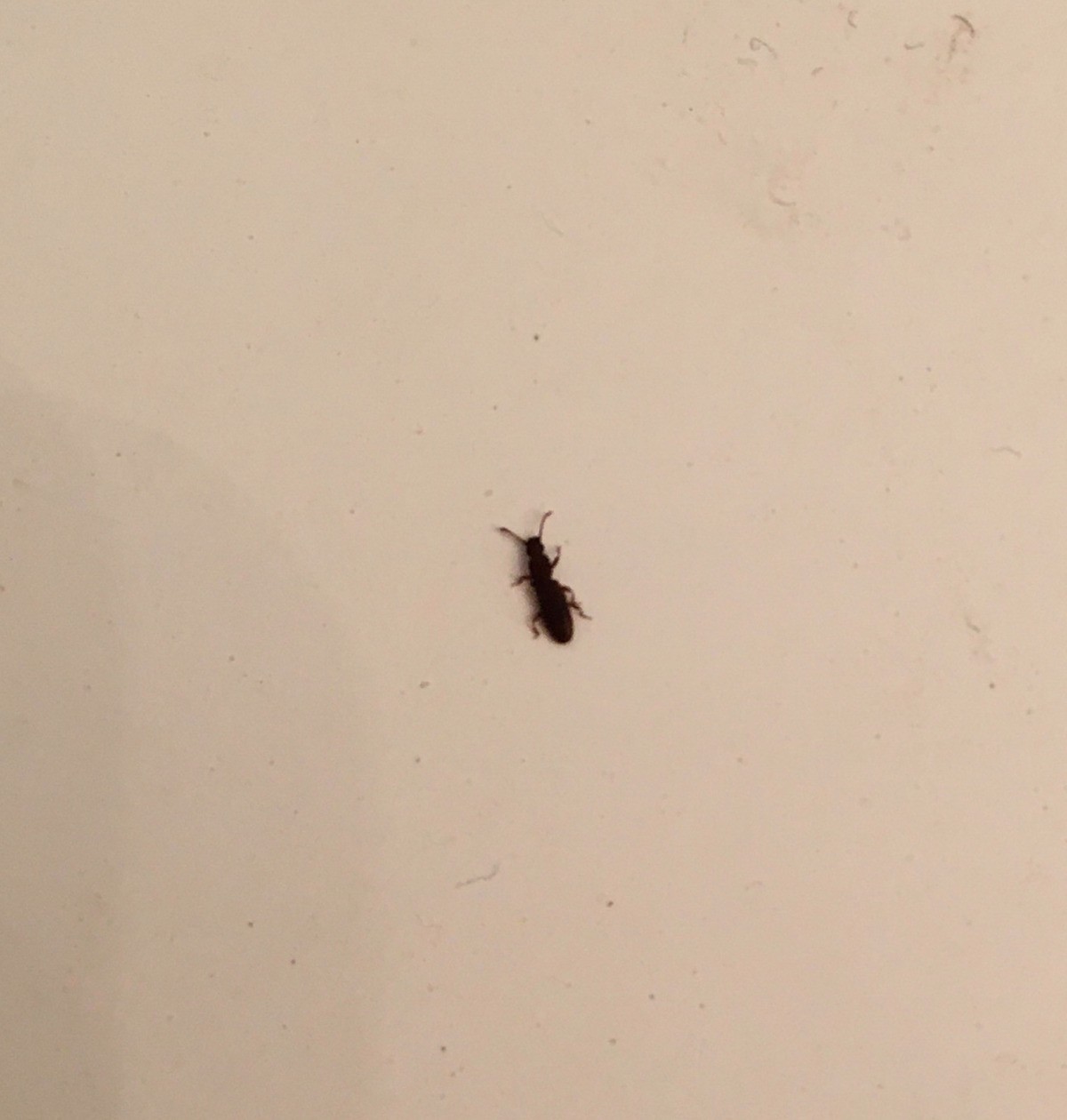 Tiny Black Flying Bugs In My Bathroom Bathroom Poster   Tiny Black Bugs 6 X2 