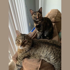 What Breed Are My Cats? - tabby and tortie coated short hair cate