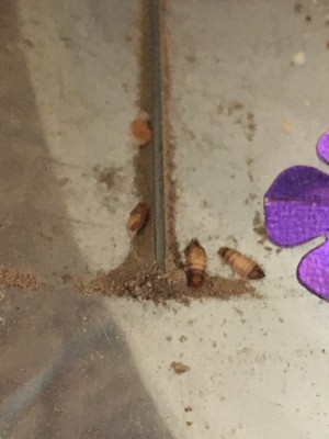 Identifying Household Bugs - brown and tan bugs