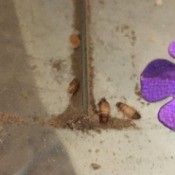 Identifying Household Bugs - brown and tan bugs