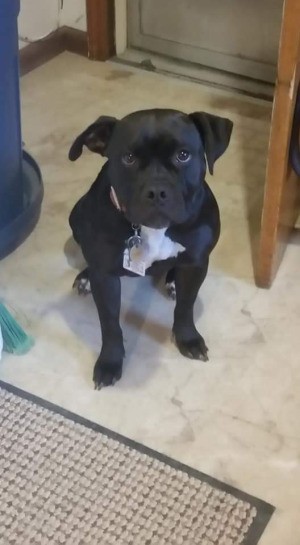 What Breed Is My Dog? - muscular dog with black coat and white on chest