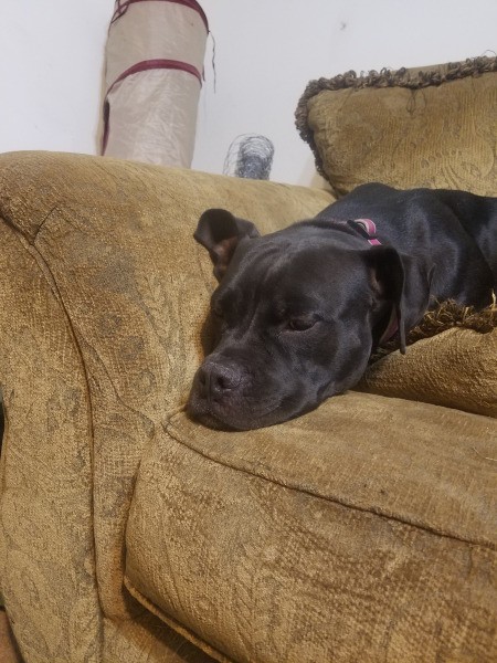 What Breed Is My Dog?