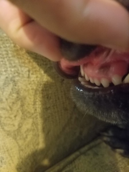 What Breed Is My Dog?