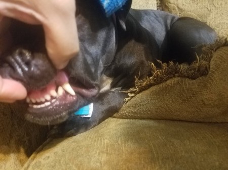 What Breed Is My Dog?