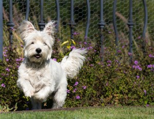 Westie running in a yard