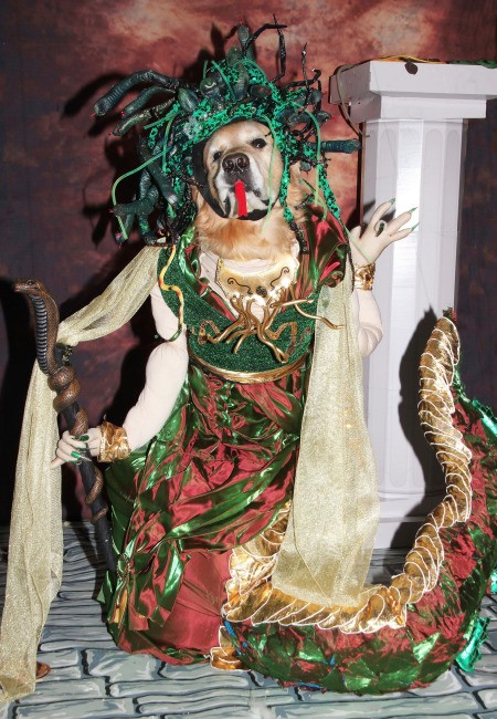 A dog dressed as Medusa.