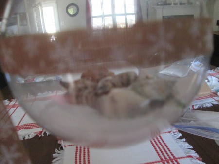 Coastal Beach Ornaments - small shells on a bed of sand