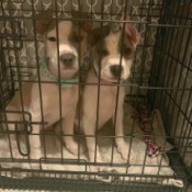 Are My Pit Bull Puppies Mixed Breed? - two puppies in a wire crate