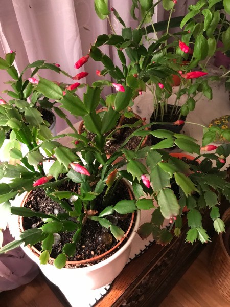 Caring for a Christmas Cactus | ThriftyFun