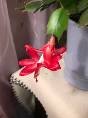 Watching My Christmas Cactus Grow - closeup of red cactus flower