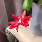 Watching My Christmas Cactus Grow - closeup of red cactus flower