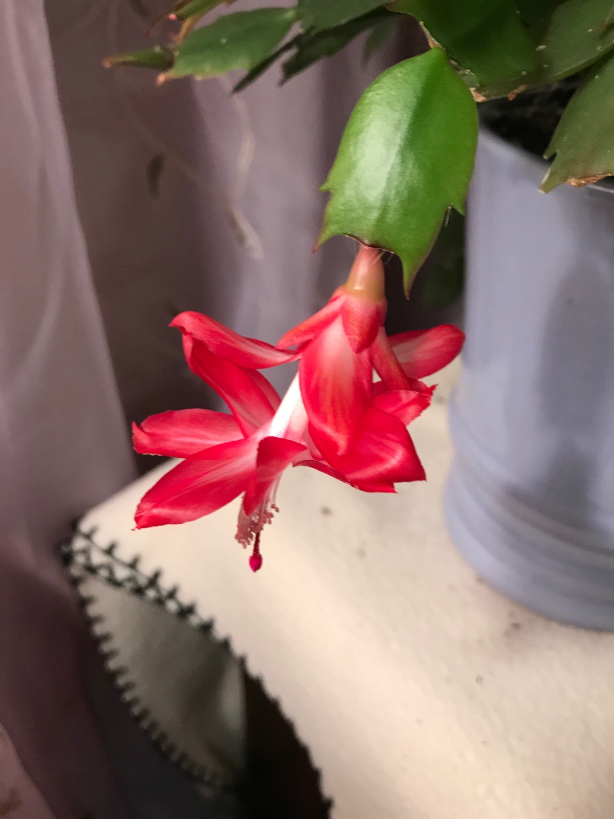 Caring For A Dying Christmas Cactus / How do i know if my christmas ...