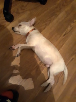 Is My Chihuahua Pure Bred?