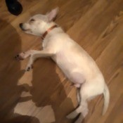 Is My Chihuahua Pure Bred?