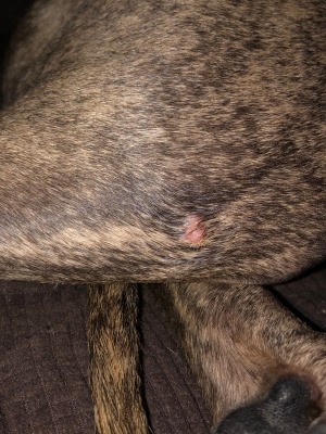 Identifying a Bump on My Dog - pink bump