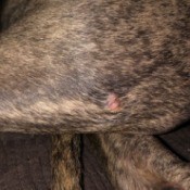 Identifying a Bump on My Dog - pink bump