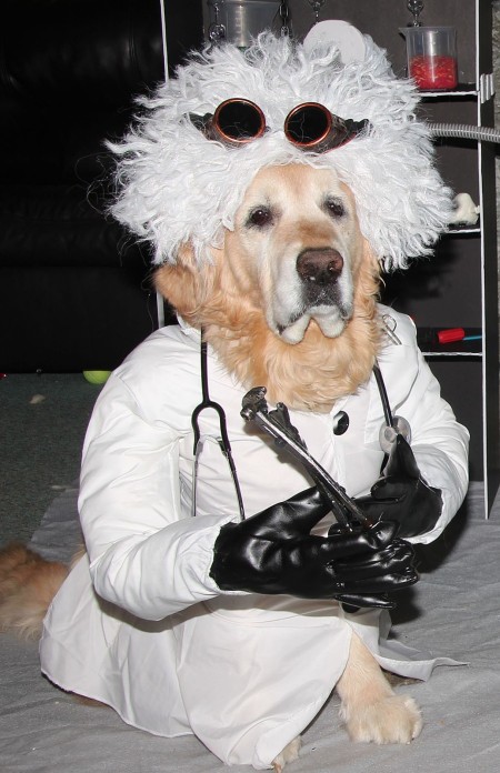 A dog dressed as Dr. Frankenstein.