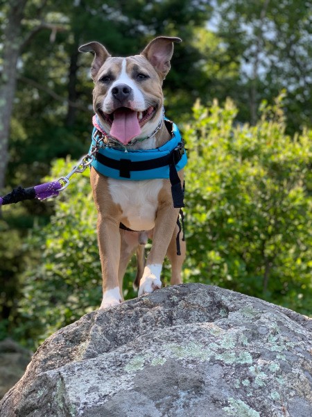 Is My Dog a Pit Bull? - tan and white dog standing on a rock
