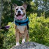 Is My Dog a Pit Bull? - tan and white dog standing on a rock