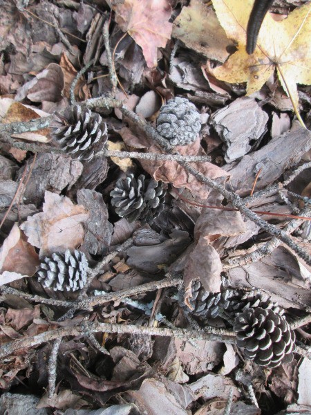 Pine Cone Vase - ground litter including pine cones