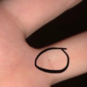 Identifying a Tiny Bug - tiny brown bug