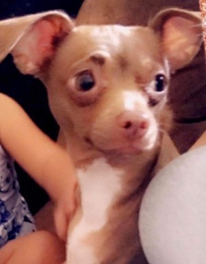 Information on Chihuahuas - light brown and white dog