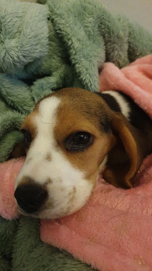 Recovery Time for a Puppy with Parvo - puppy under a blanket