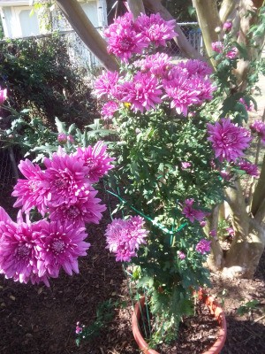 Always Have Hope - Rescued Plant - blooming dark pink mum