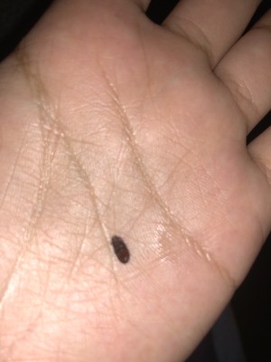 Identifying a Little Brown Flying Bug