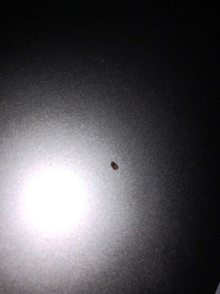 Identifying a Little Brown Flying Bug