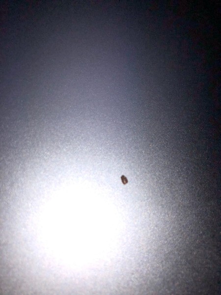 Identifying a Little Brown Flying Bug
