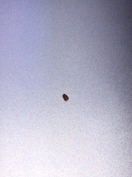 Identifying a Little Brown Flying Bug