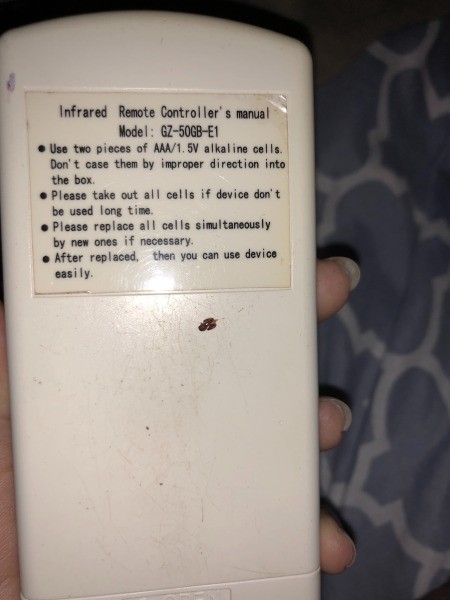 Identifying a Little Brown Flying Bug