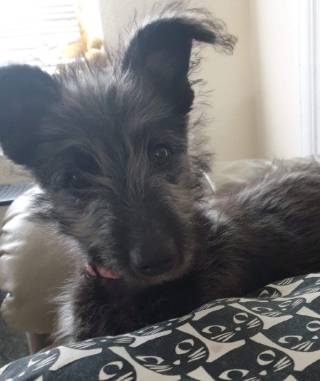 What Breed Is My Dog?