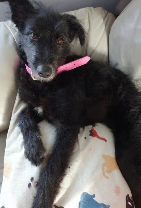 What Breed Is My Dog?