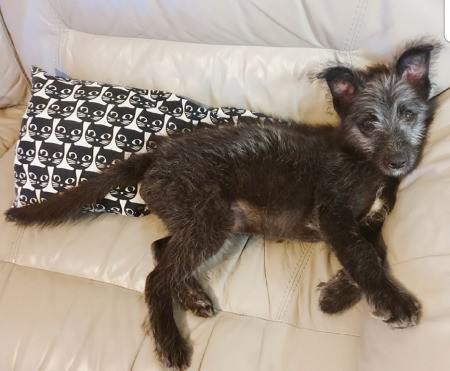 What Breed Is My Dog?