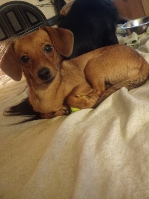 Is My Dog a Chiwienie? - small brown dog perhaps a Dachshund mix
