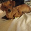 Is My Dog a Chiwienie? - small brown dog perhaps a Dachshund mix