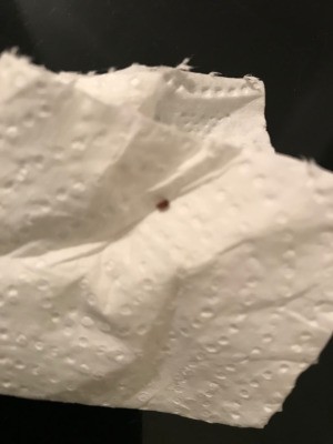 Identifying Small Brown Bugs - bug on paper towel