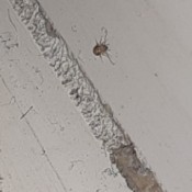 Identifying Small Brown Bugs