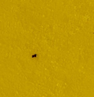 Identifying Small Black Bugs - bug on mustard yellow background
