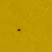 Identifying Small Black Bugs - bug on mustard yellow background