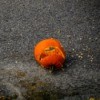 A carved pumpkin Jack-'o-lantern smashed on the pavement.
