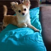 Binki-Boo (Chihuahua)  - fuzzy Chihuahua