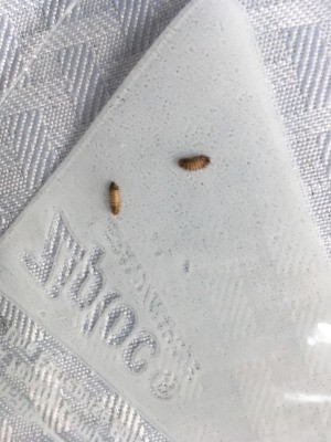 Identifying Small Brown Bugs - tan and brown bugs