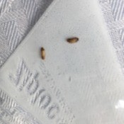 Identifying Small Brown Bugs - tan and brown bugs