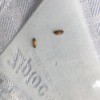 Identifying Small Brown Bugs - tan and brown bugs