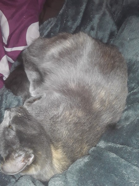 What Breed Is My Cat?