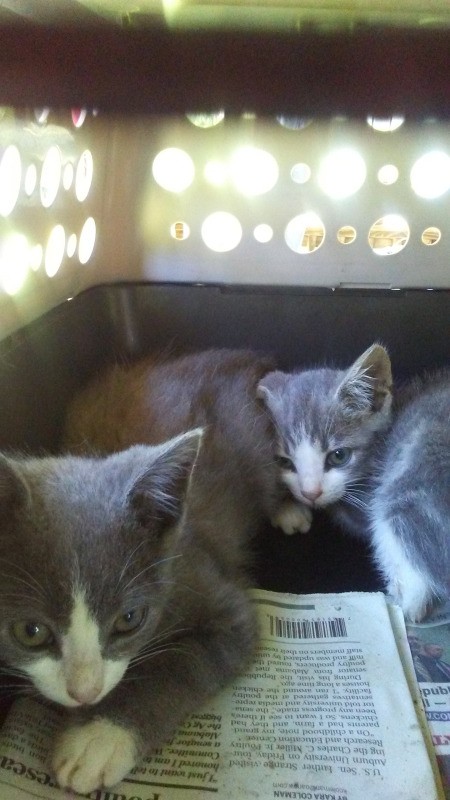 Mist and Smoke (Manx) - kittens in a crate